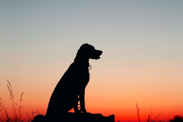 Roman Dog Names: 70+ Powerful Ideas for Your Noble Companion