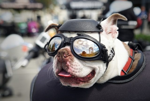 Scientific Name for Dogs & 70+ Science-Inspired Names for Your Brainy Pup
