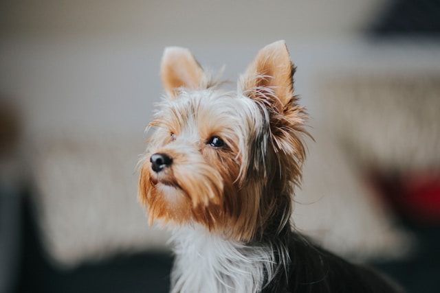 Small Dog Names: 100+ Perfect Names for Your Little Companion