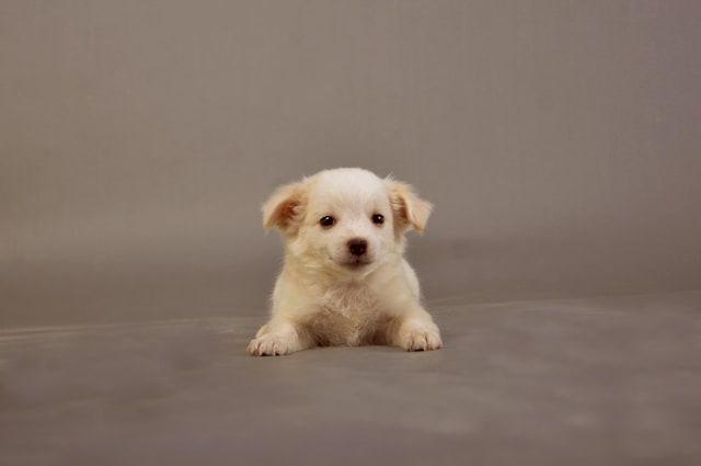 Small Female Dog Names: 120+ Perfect Names for Your Little Lady