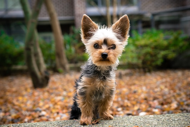 Small Girl Dog Names: Adorable Petite Names for Tiny Pups