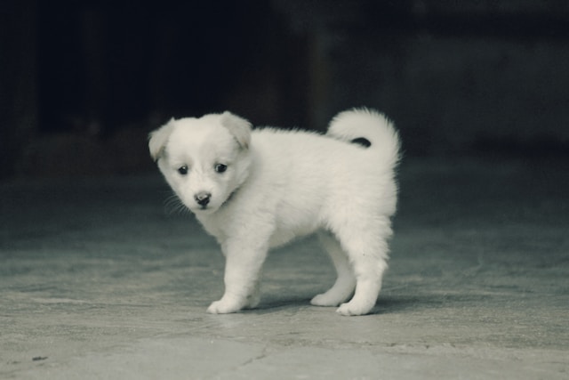 Small Male Dog Names: 120+ Perfect Names for Your Little Guy