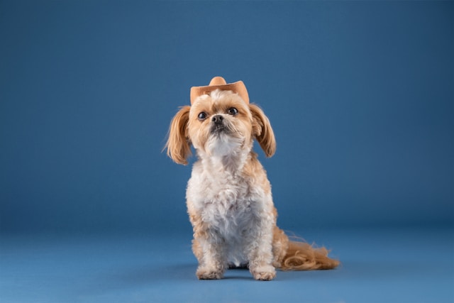 Southern Girl Dog Names: 100+ Charming Names for Your Southern Belle Pup