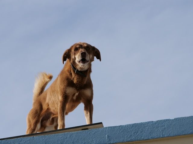 Spanish Dog Names: 60+ Beautiful Names with Meaning