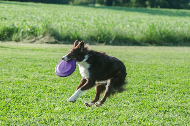 Sports Dog Names: 100+ Athletic Inspired Names for Your MVP Pup