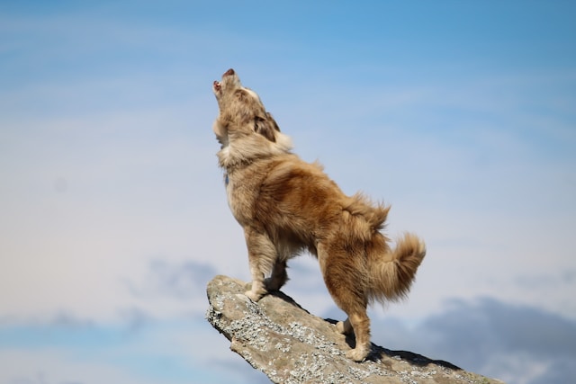 Strong Girl Dog Names: 50+ Powerful & Tough Names