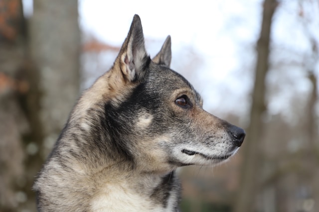 Swedish Dog Names: 80+ Beautiful Nordic Names for Your Canine