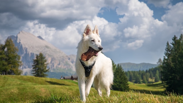 Swiss Dog Names: 70+ Alpine-Inspired Ideas for Your Mountain Companion