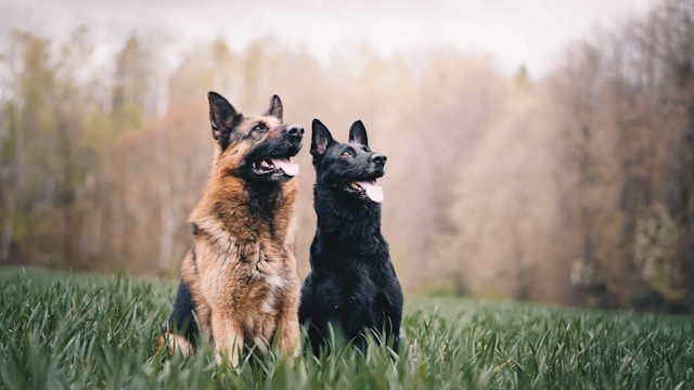 Two Syllable Dog Names: 100+ Perfect Names for Clear Communication