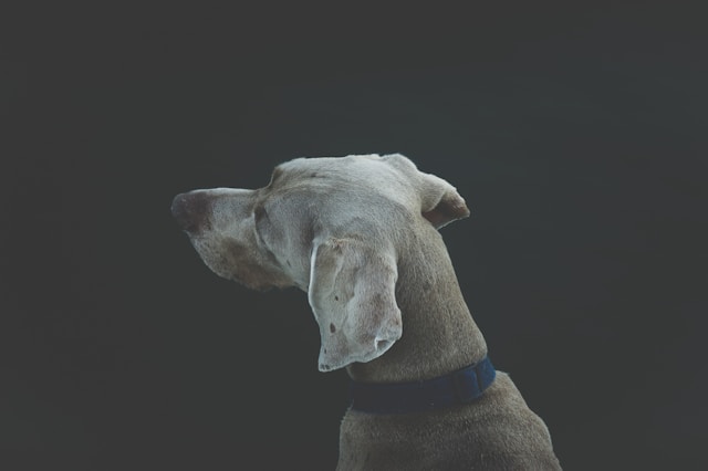 60 Unique Boy Dog Names That Stand Out and Inspire