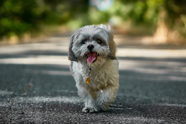 Unique Girl Dog Names: 60+ Distinctive Names for Your One-of-a-Kind Female Pup