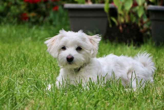 White Dog Names: 225+ Beautiful Names for Snowy, Elegant, and Pure Dogs