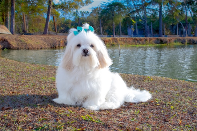White Girl Dog Names: 75+ Elegant & Pure Names for Your Female Pup